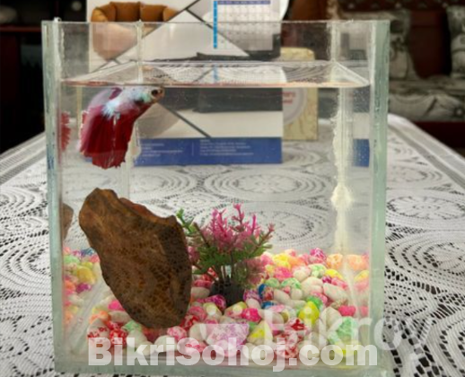 Betta Fish With 6.5” Crystal Glass Aquarium